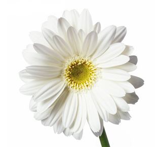 洋甘菊治红血丝吗,红血丝可以用洋甘菊吗