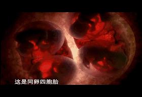 子宫日记解密生命孕育全过程,子宫日记央视纪录片