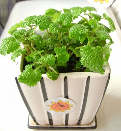 水培薄荷叶子发黄枯萎怎么办,小薄荷叶子发黄怎么办