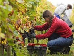 whv打工度假签证要求,打工度假签证和旅游签证的区别