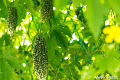 糖尿病嘴馋到无法控制怎么办,血糖高少吃主食但饿得快怎么办