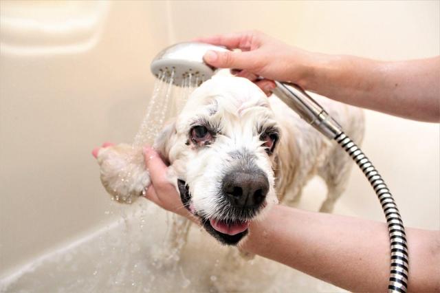 以旧换新宠物狗,狗狗改变了原有的生活方式