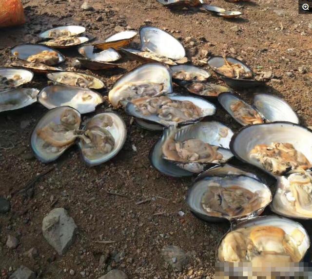 谁见过这么大的河蚌,世上最大的河蚌六斤重能出多少肉