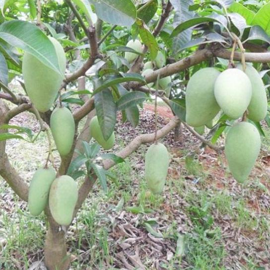 精明女人早就不种花草了，都在种这些果树苗，好看还好吃
