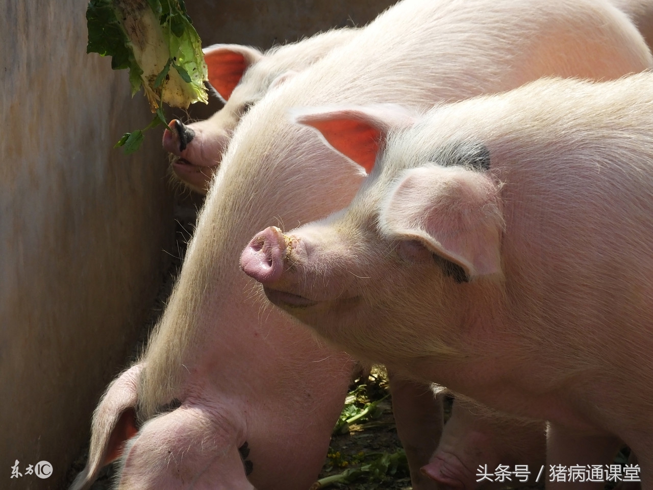 猪霉菌中毒怎么治疗最有效,猪霉菌毒素中毒