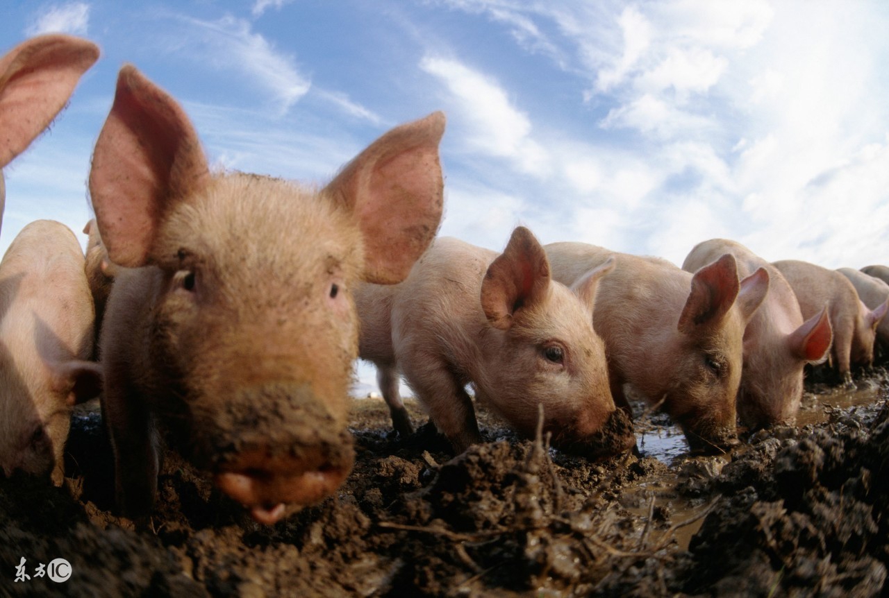 仔猪水肿病的综合防治论文,仔猪水肿病症状及治疗方法