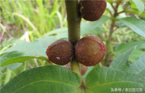 这些野果你都吃过吗,这些野果你们都吃过吗