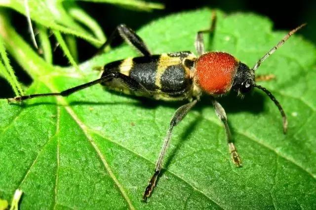 葡萄树干有蛀虫怎么办,葡萄蛀虫