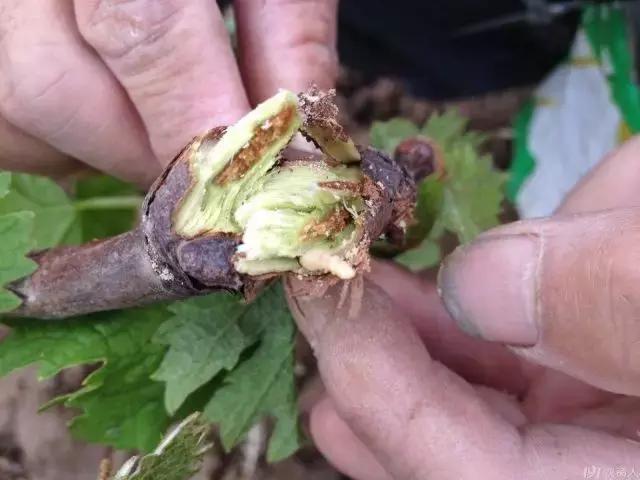 葡萄树干有蛀虫怎么办,葡萄蛀虫