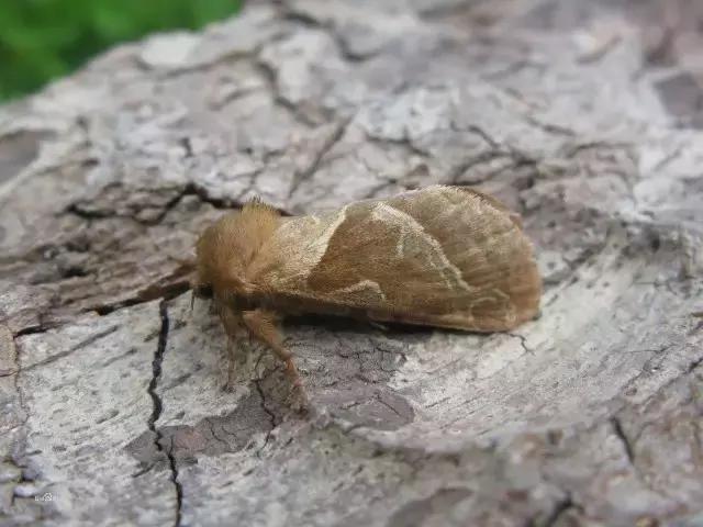 葡萄树干有蛀虫怎么办,葡萄蛀虫