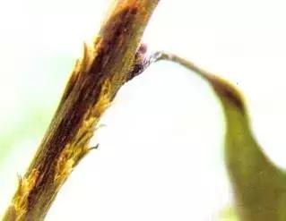 葡萄树干有蛀虫怎么办,葡萄蛀虫