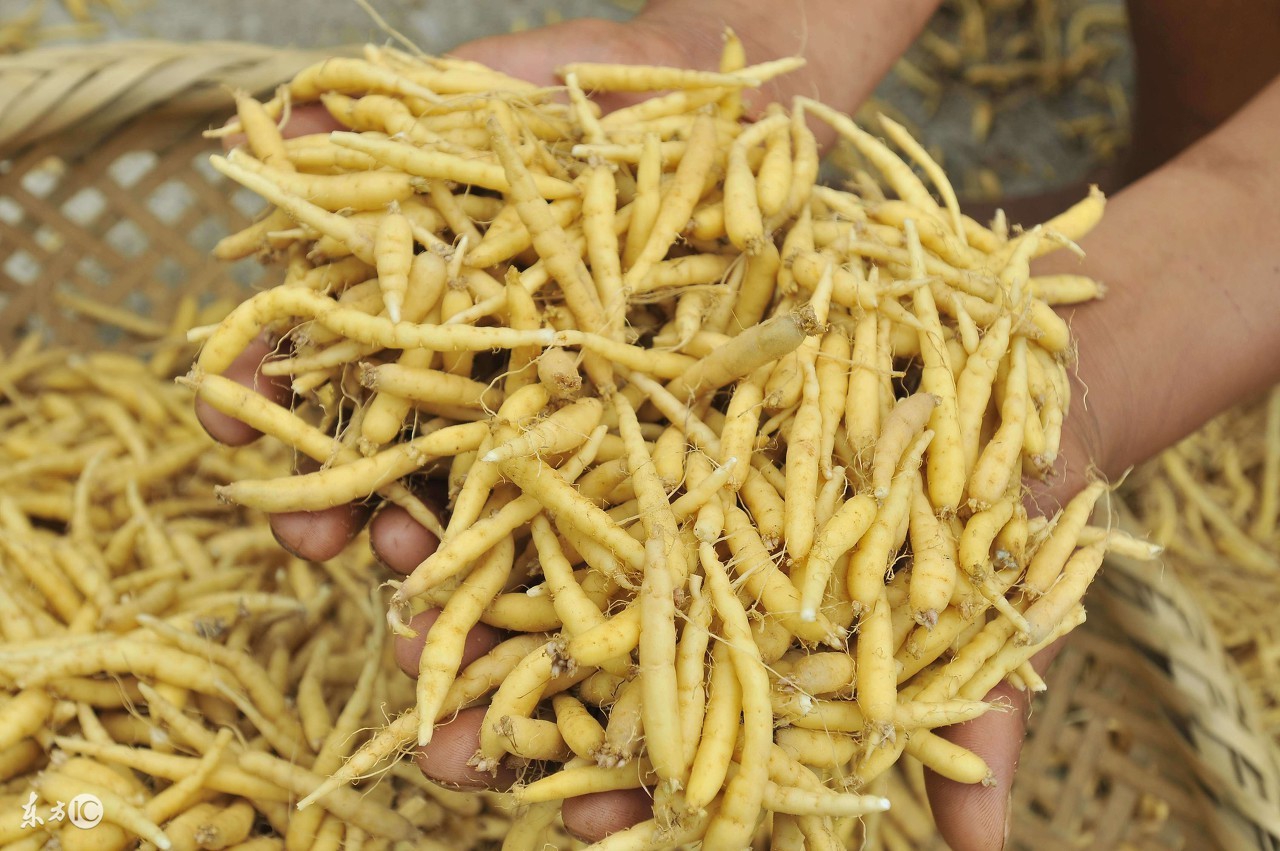 低血压能吃菠菜吗低血压要如何饮食