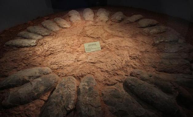 科学家发现恐龙蛋化石,科学家们发现了恐龙的证据