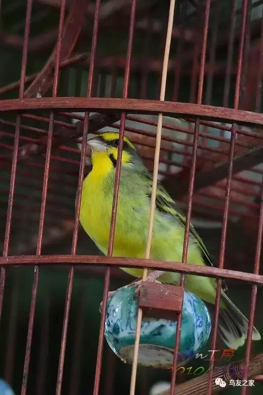 金青最值得饲养品种,金青可以饲养吗