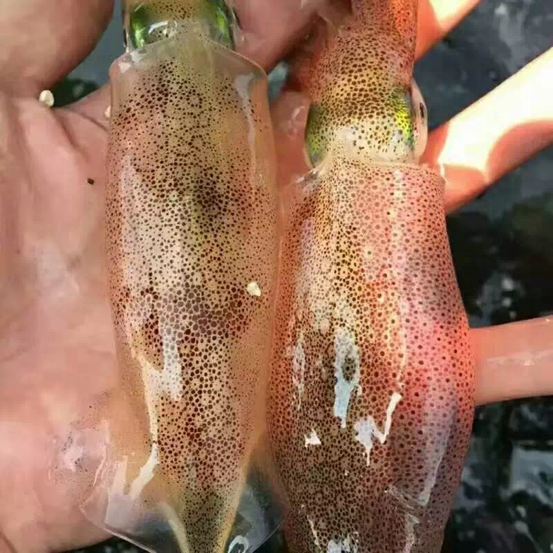 八爪鱼是鱿鱼还是墨鱼图片,墨鱼八爪鱼章鱼有什么区别