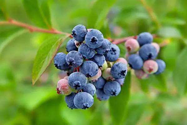 孩子喜欢酸酸甜甜的诱惑,对视力非常好的利智蓝莓