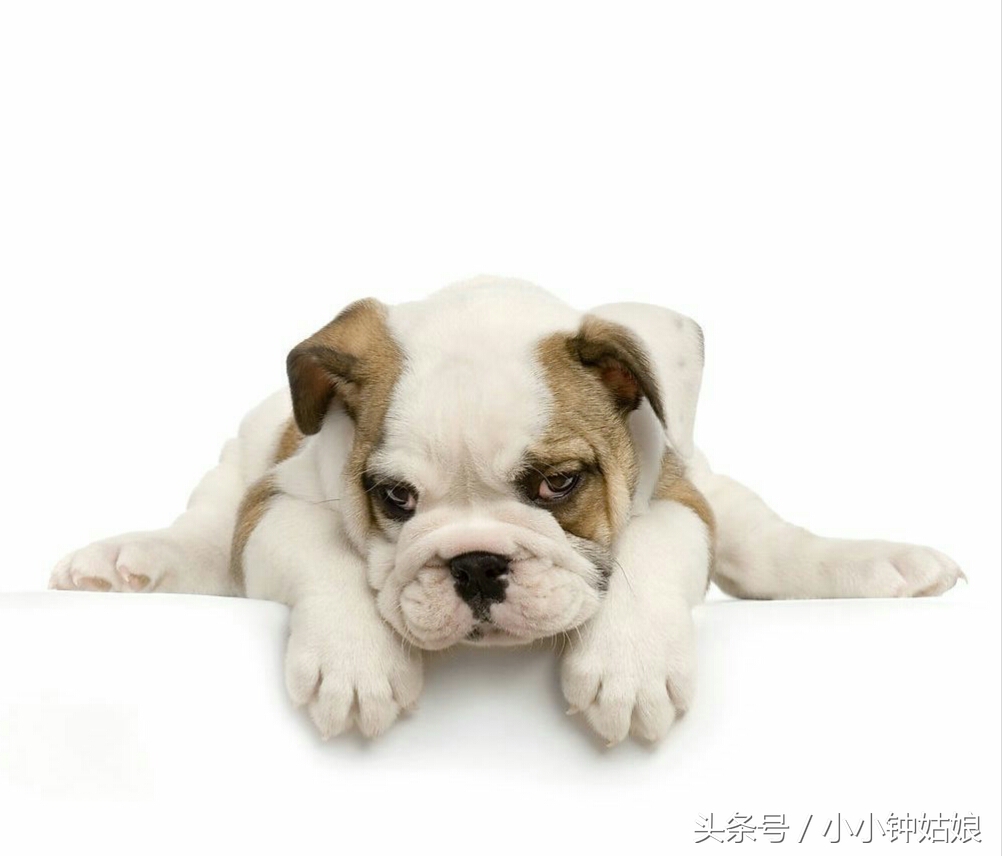 狗狗生病细小怎么治,狗狗生病拉血怎么办