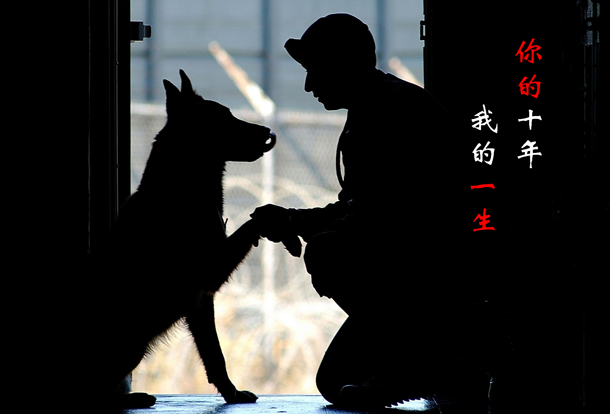 养幼犬哈士奇需要准备什么东西,养幼犬哈士奇应该准备什么东西