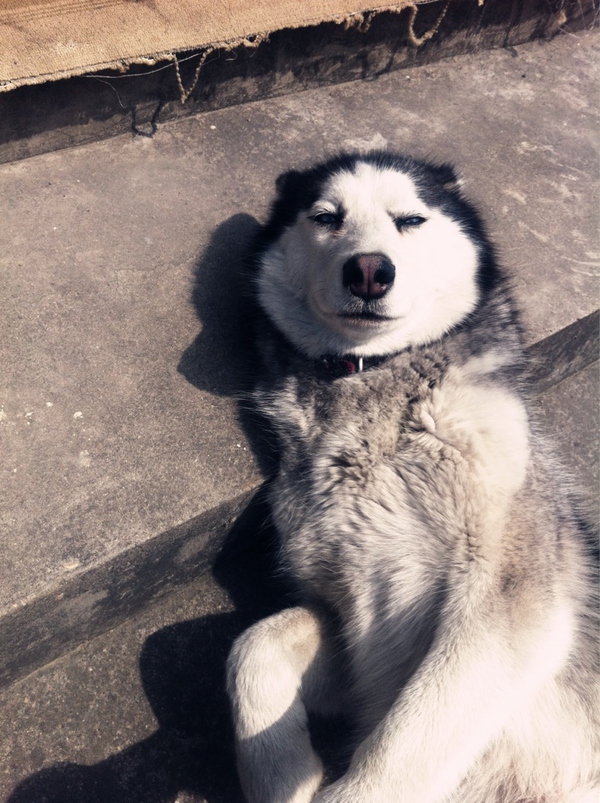 养幼犬哈士奇需要准备什么东西,养幼犬哈士奇应该准备什么东西