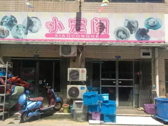 龙猫公母单养哪个好养,养龙猫需要多大的笼子