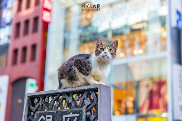 「丽星邮轮」日本，再一次漂洋过海来看你