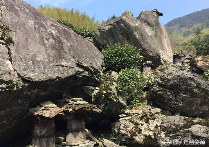 婺源千年茶乡,中国最美乡村婺源有什么美食