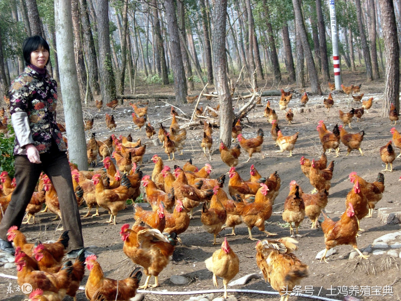 小苏打和青霉素能同时喂鸡吗,土鸡腺肌胃炎用什么药