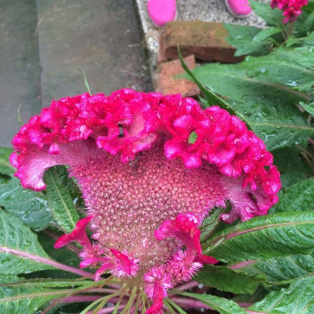 此花只有农村有，不仅是美食而且还能入药，还和“鸡”有关系！