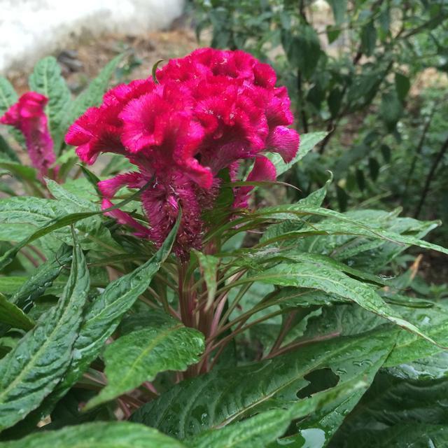 此花只有农村有，不仅是美食而且还能入药，还和“鸡”有关系！