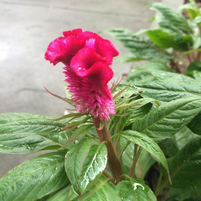 此花只有农村有，不仅是美食而且还能入药，还和“鸡”有关系！