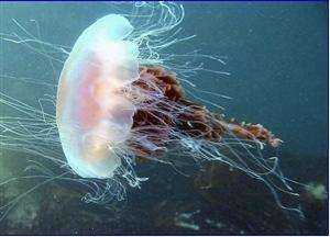 梦幻水母视频,梦幻般的水母真迷人