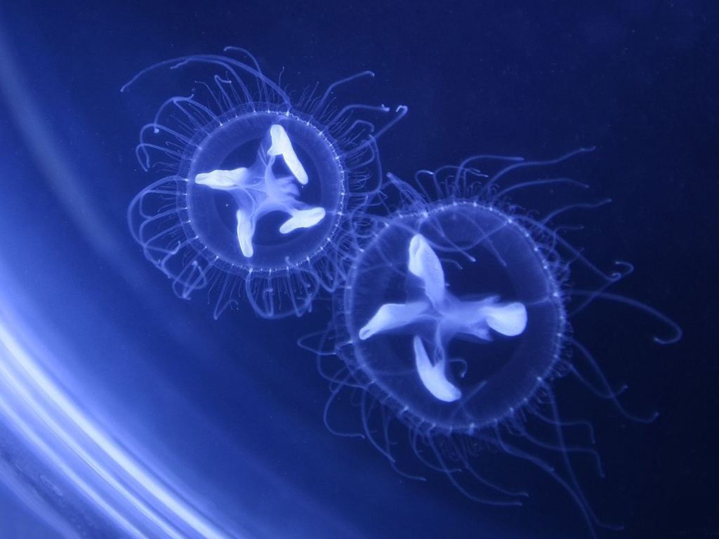 梦幻水母视频,梦幻般的水母真迷人