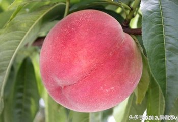 最适合女性的养颜食品，一种美味水果