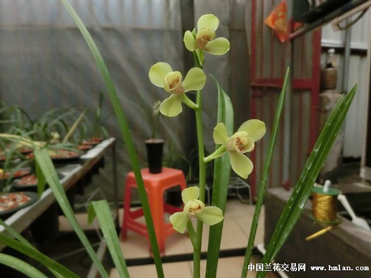 夏天建兰-四季魅力（绿光登）绝对经典的开品照片