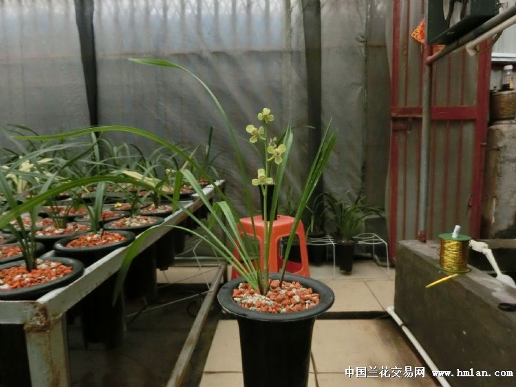 夏天建兰-四季魅力（绿光登）绝对经典的开品照片