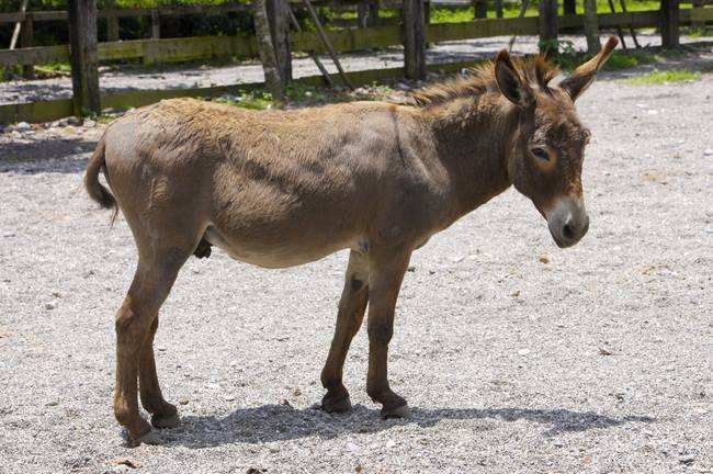 养殖业最有前景的项目,不愁销路的养殖致富项目