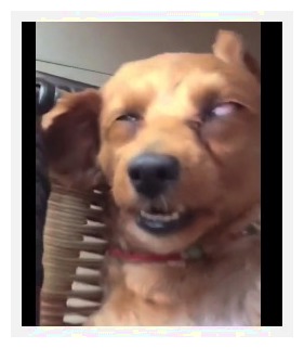 狗狗睡觉吓醒主人,狗狗睡觉主人摸它会低吼