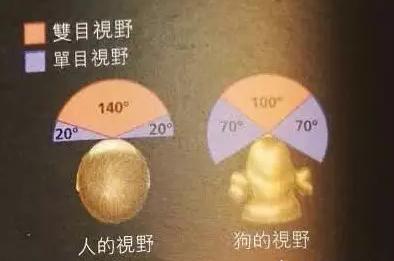 道格队长丨狗狗的行为纠正24期丨狗狗护食很严重？我来教你吧