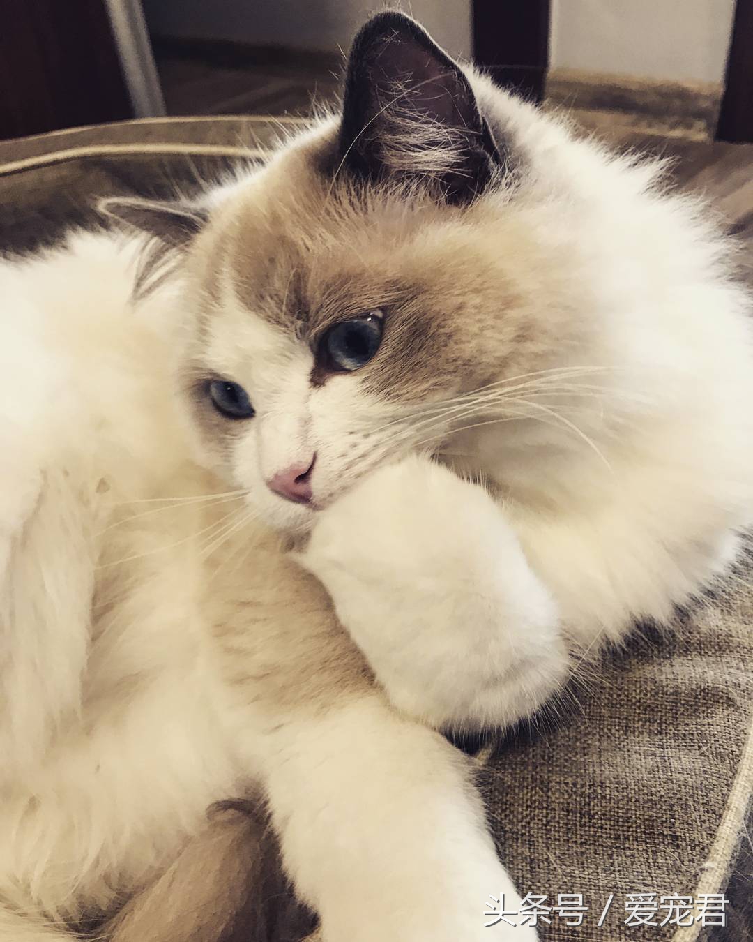 猫咪郁闷可吃什么药,怎么纠正猫咪玩耍喜欢伸爪子