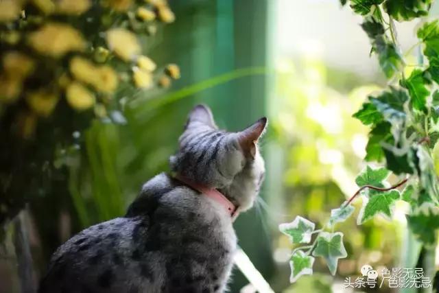 eos6d2照片不够清晰,eos6d2配什么镜头