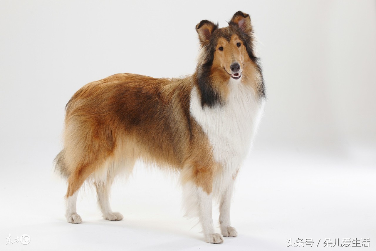 关于挪威你了解多少,苏格兰牧羊犬价格多少钱一只