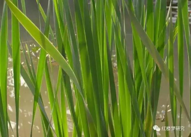 红楼梦中草木是什么意思,红楼梦植物代表什么