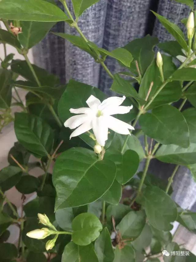 铂悦府小户型装修效果2期,烟台铂悦府装修效果图