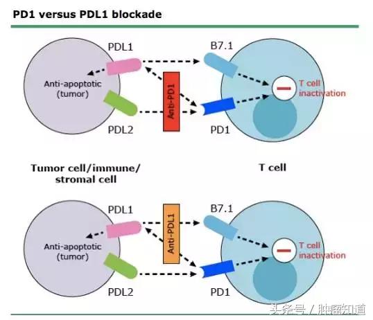 pd-1是什么制剂 (pd-1与pd-l的区别)