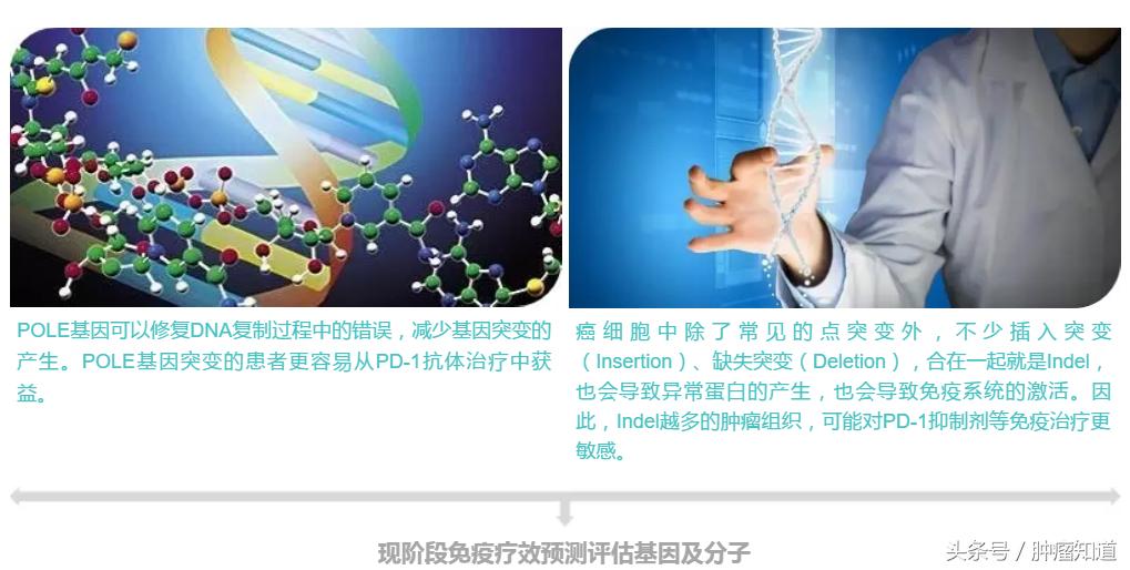 pd-1是什么制剂 (pd-1与pd-l的区别)