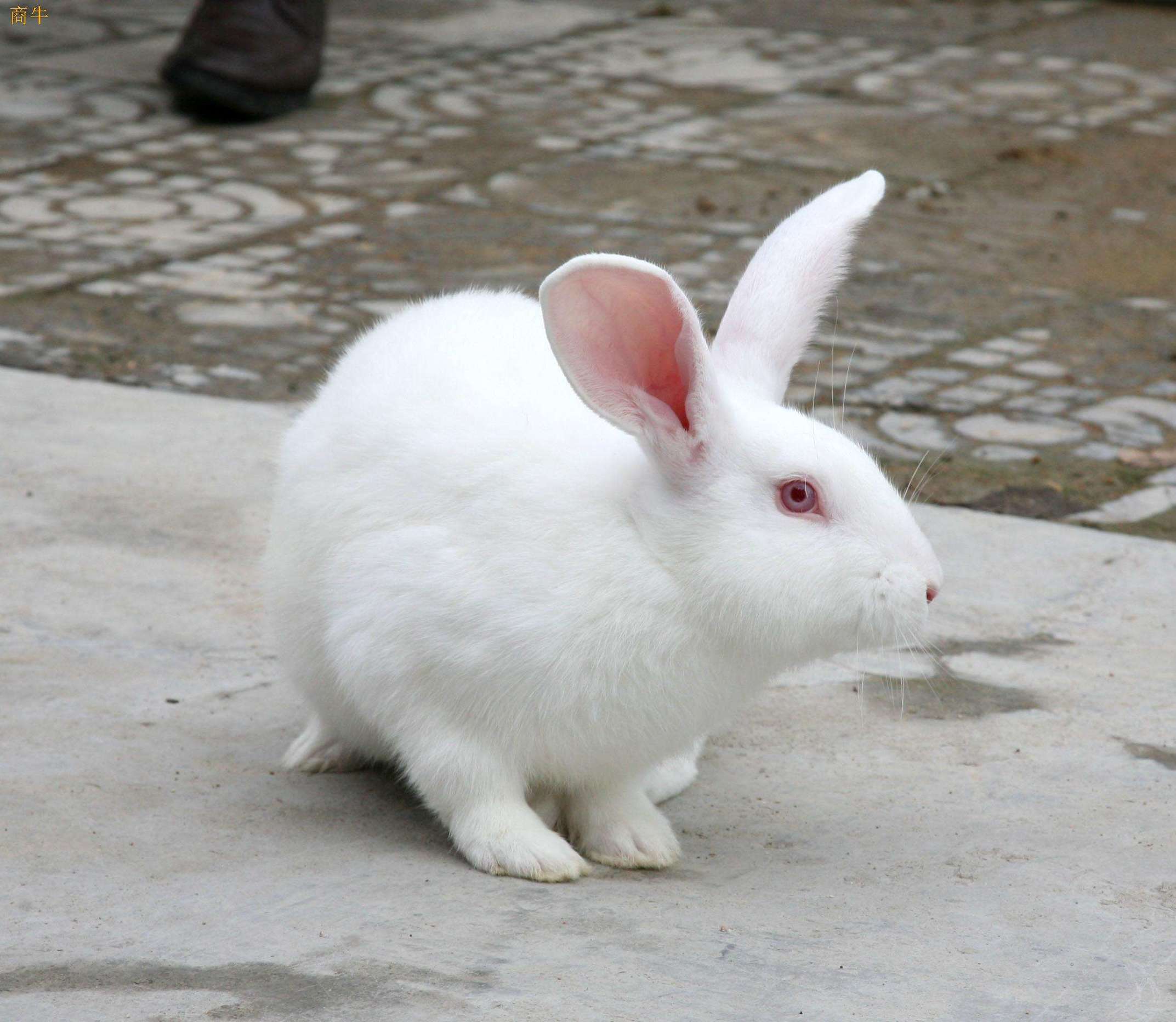 十二生肖牛的最佳配对属相是什么,属相的最佳配对是什么生肖