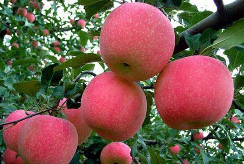 古人吃水果么,古人都吃些什么