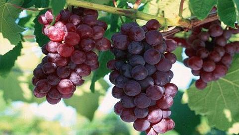 古人吃水果么,古人都吃些什么