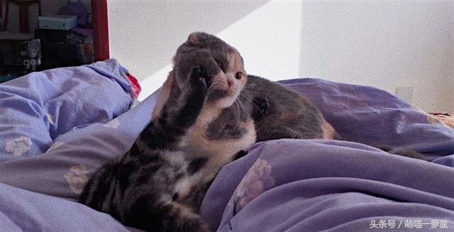 怎么辨别两只猫咪打架还是玩耍,多猫家庭怎么辨别猫尿