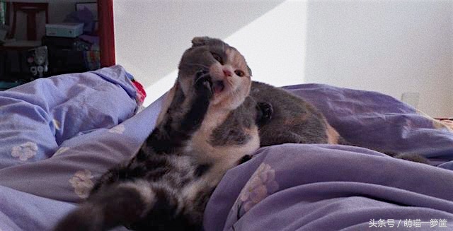 怎么辨别两只猫咪打架还是玩耍,多猫家庭怎么辨别猫尿